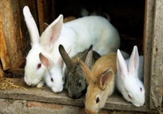 Разведение кроликов как бизнес: планирование и расчеты